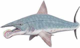helicoprion