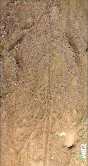 geoglifo Nasca arbol
