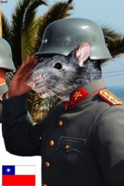 soldado rata
