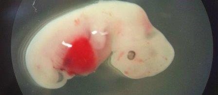 sheep human hybrid chimera pig embryo Science Alert