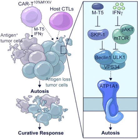 autosis tumores resistantes Cell
