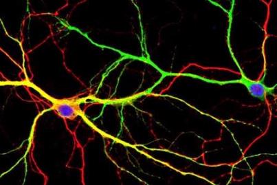 sinapsis neuronas Univesity South Florida