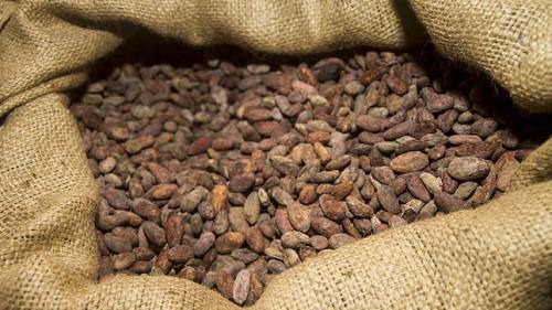 cacao en grano