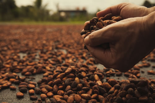 cacao para exportacion