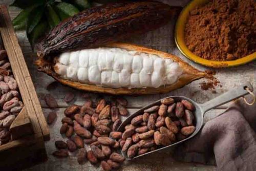 cacao semilla granos