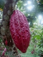 cacao_fruto.jpg