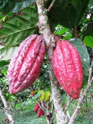 cacao fruto 1