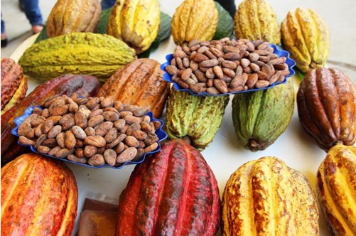 cacao fruto y grano adex