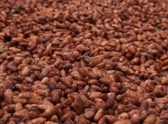 cacao granos 2