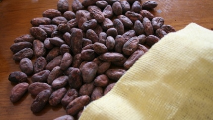 cacao granos 3