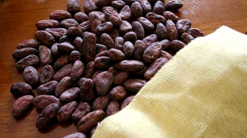 cacao granos 7