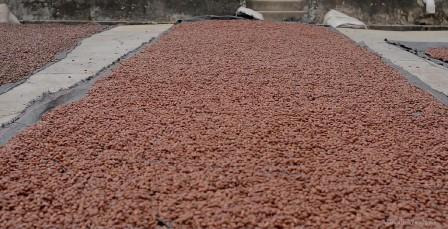 cacao secado