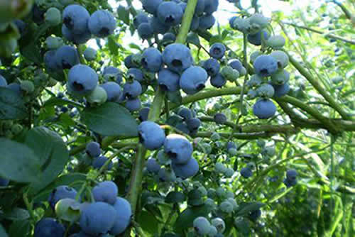 blueberries peru