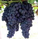 racimos uvas