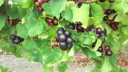 uvas muscadine vitis rotundifolia De Yuxie NC University