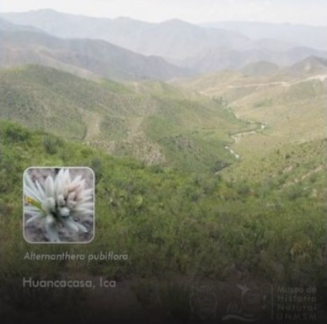 nuevas especies Huancacasa altos Ica alternanthera pubiflora UNMSM
