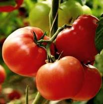 tomates rama