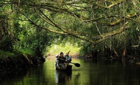 canoa selva
