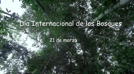 Dia internacional bosques
