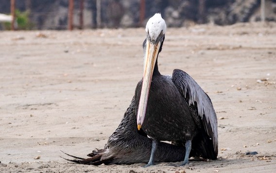pelicano h5n1 2022 enfermo