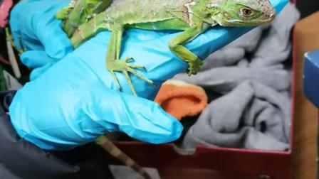 iguana rescatada serfor