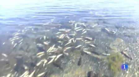 peces muertos Mar Menor ago 2021 espana RTVE