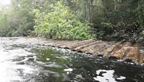 arrasan bosques en ucayali