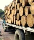 camion troncos madera