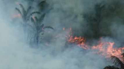 incendio bosque Brasil Survival
