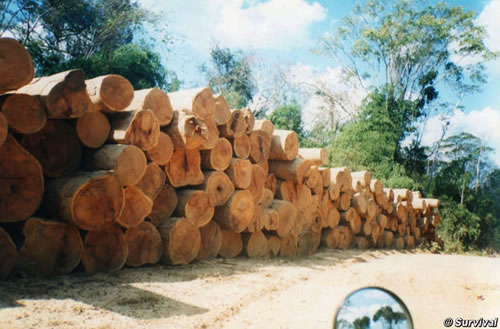 tala ilegal amazonia peruana
