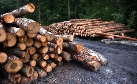 troncos deforestacion