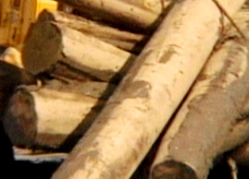 troncos madera