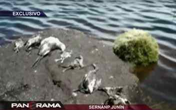 aves muertas relave lago Junin