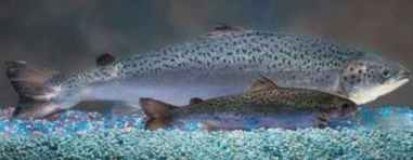 salmon transgenico y normal