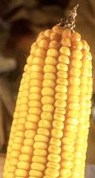 monsanto-gm-corn