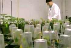 plantas experimento transgenico