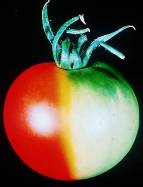 tomate transgenico 2