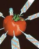 transgenic tomatoe