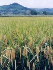 campo arroz 2