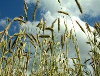 campo trigo