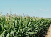 corn_plantation.jpg