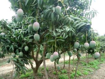 mango plantacion
