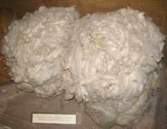 Producción y exportación de algodón peruano impulsadas desde tres frentes  del Ejecutivo  Economía  La República