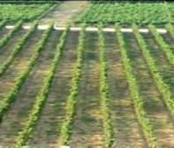 plantation grapes