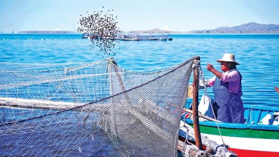 acuicultura redes pescadora
