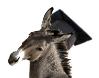 graduado burro