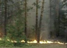 bosque arde rusia