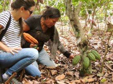 cacao cultivo