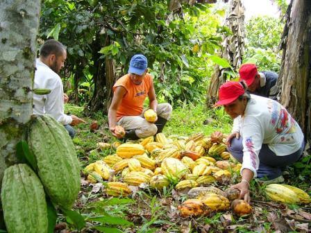 Cacao productores prensaADEX