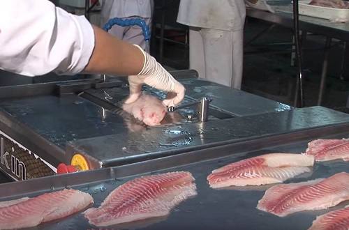 procesamiento pescado exportacion